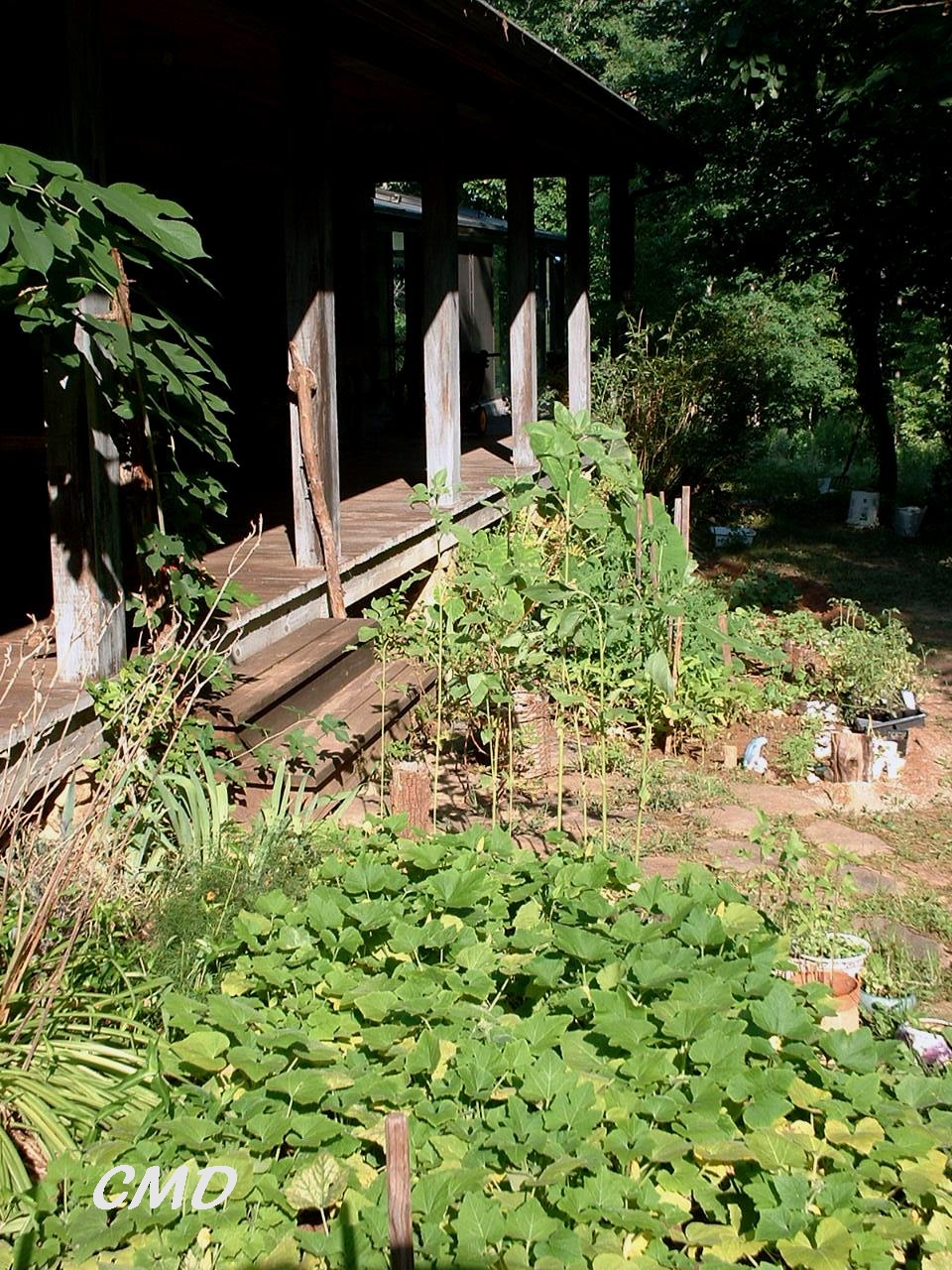 Organic vegetable garden flowers grow easy organic produce Colette Dowell