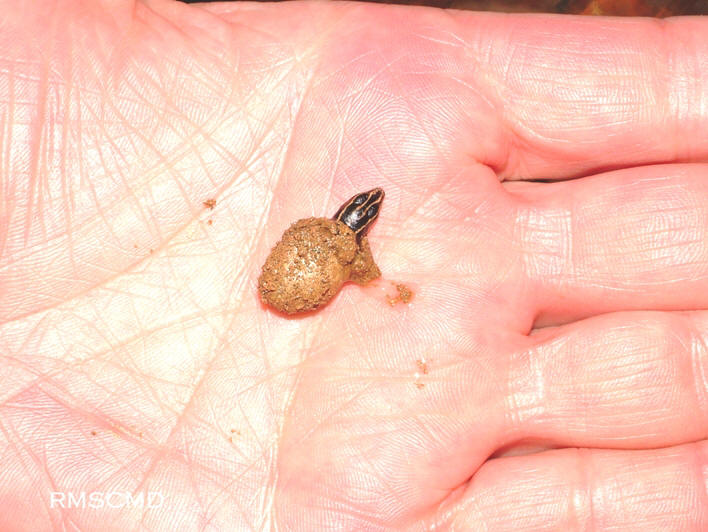 photograph and graphic of baby lizard blue skink egg taken by Colette Dowell in her enclosed swimming pool area