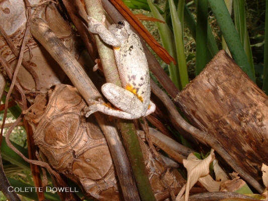 Image of cute tree frog hanging on tropical plant in solarium