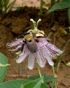 Passion Flower and Bee Colony Collapse Disorder photograph by Colette Dowell