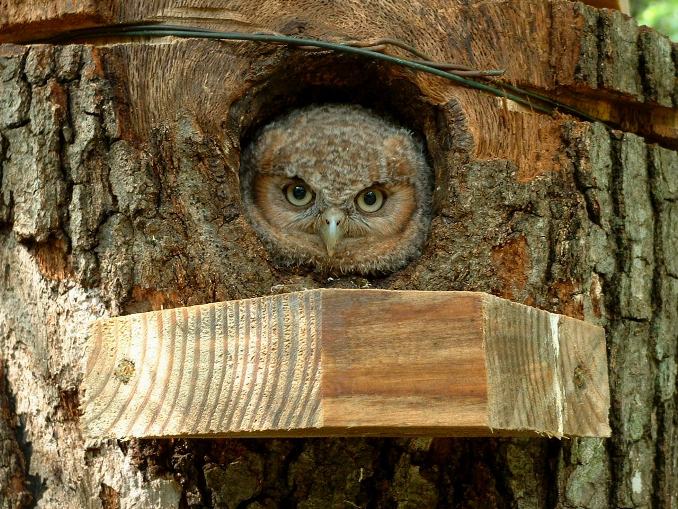 Colette Dowell Baby Screech Owl North Carolina Mountain Organic Farm 