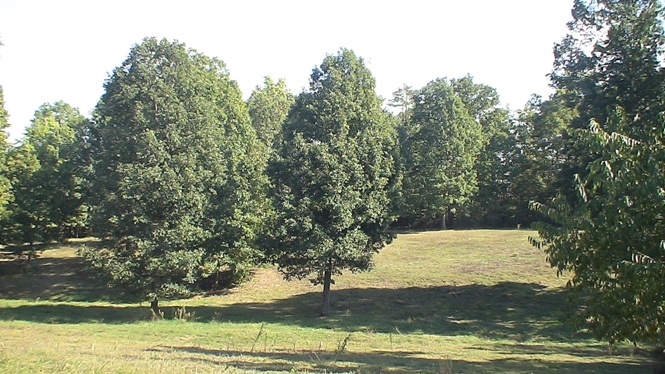 Oak Tree Organic Farm Pastures Equestrian Ranch wild flowers