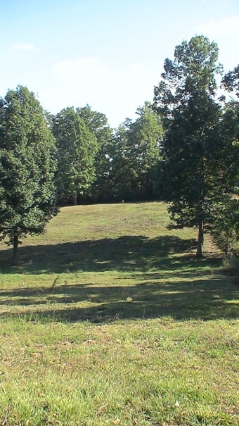 White Oak Tree Organic Farm Pastures Equestrian Ranch wild flowers